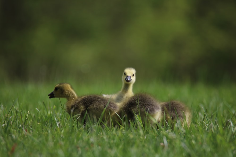 two baby ducks are sitting in the grass