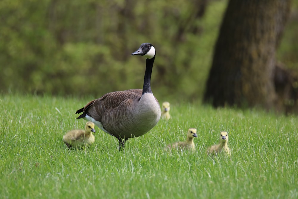 a mother goose with her chicks in a grassy field
