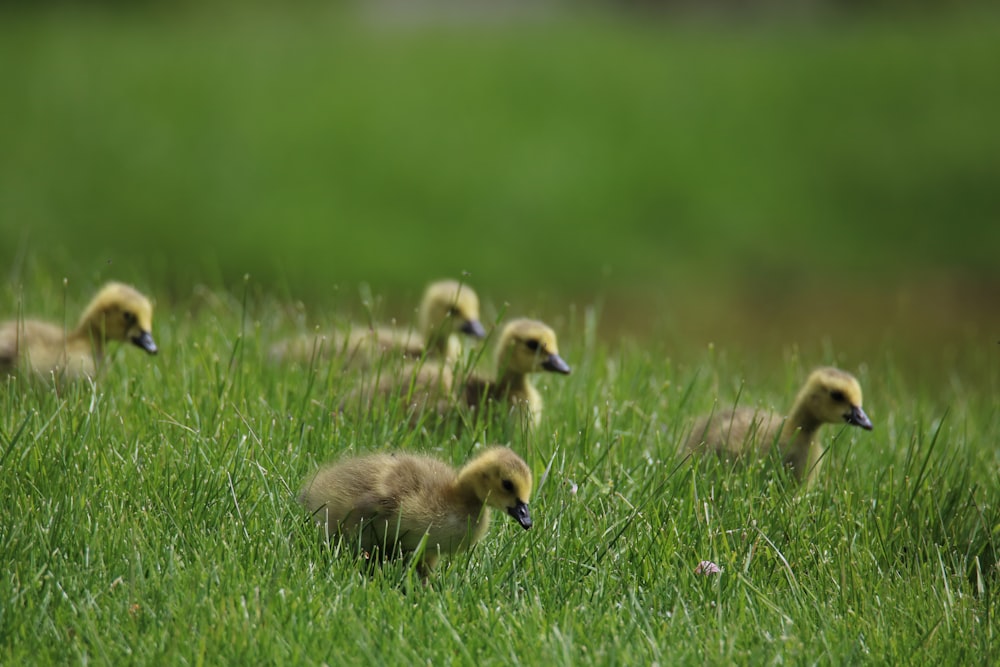 a group of ducklings walking through a grassy field