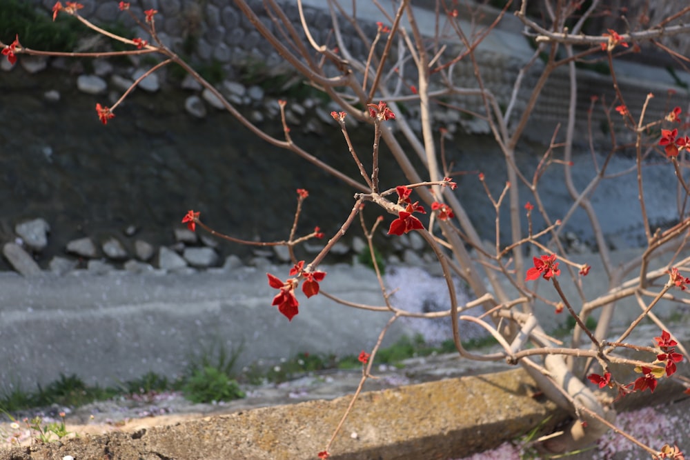 a small tree with red flowers in a yard