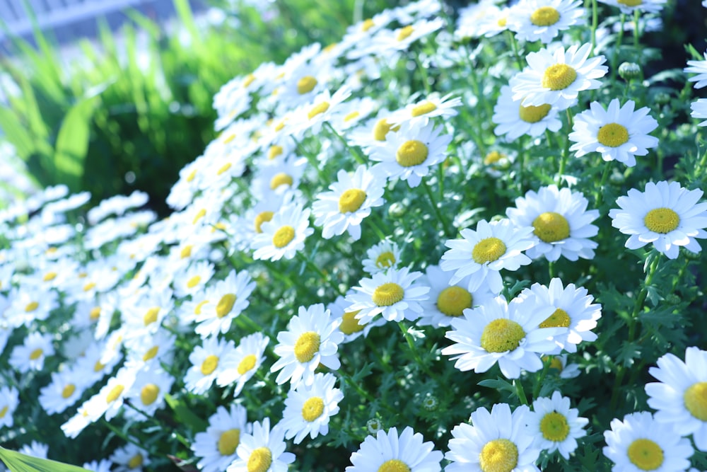 a bunch of white and yellow flowers in a garden