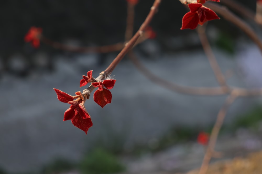 a branch of a tree with red flowers