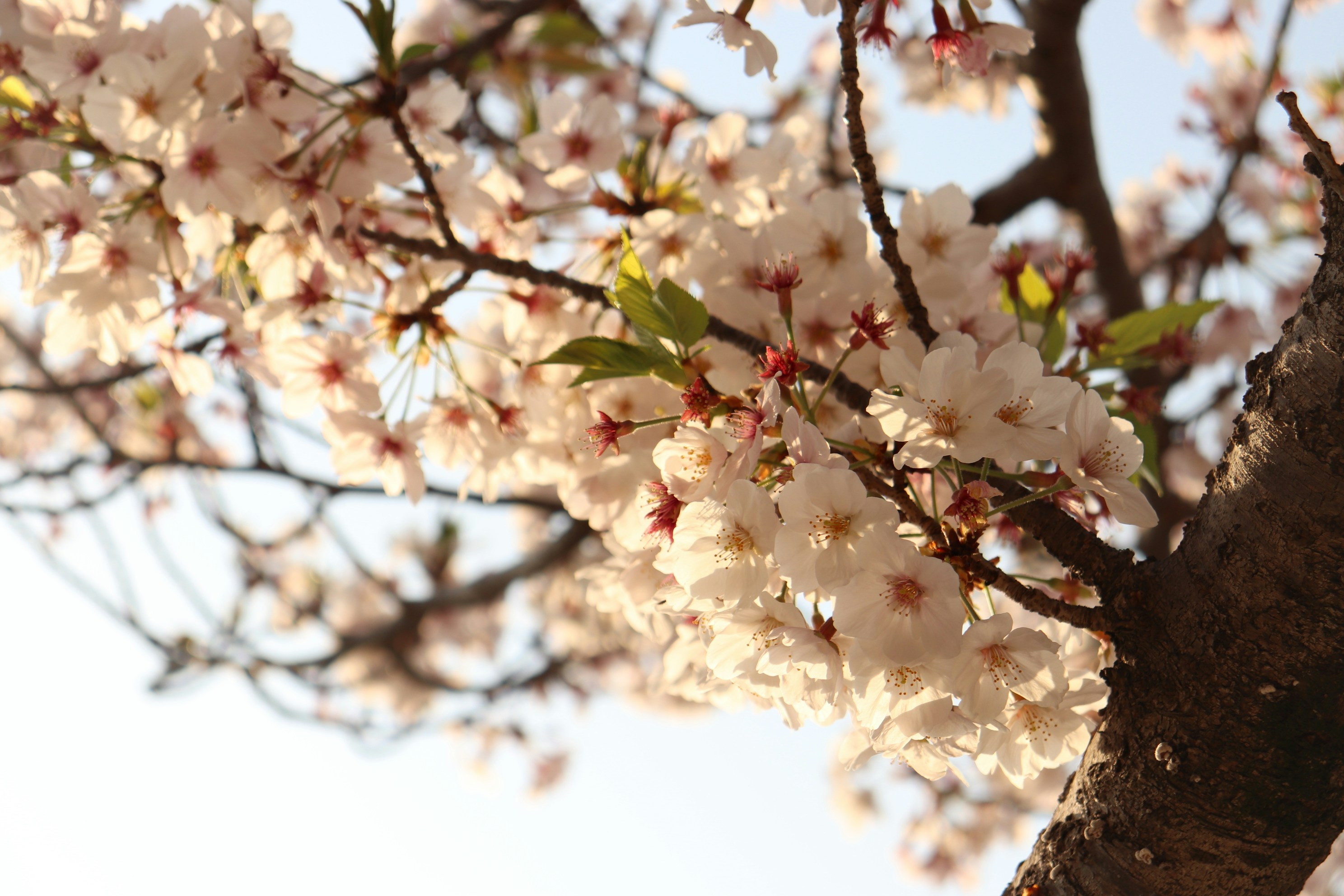 Photo by saitousai