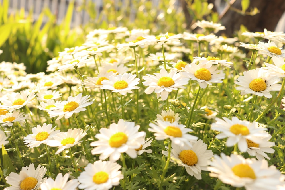 a bunch of white and yellow flowers in a garden