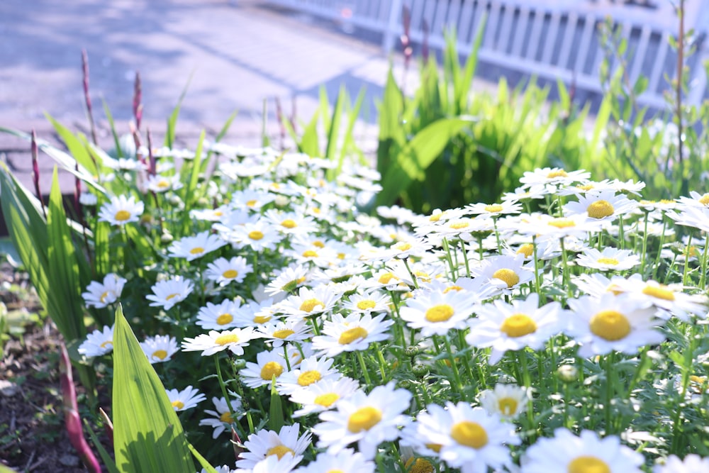 a bunch of white and yellow flowers in a garden