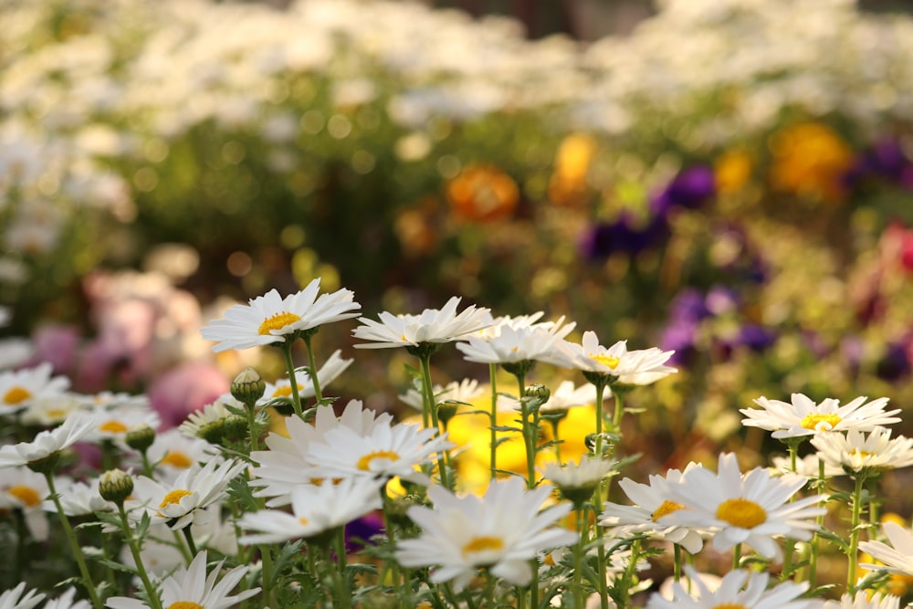 a field full of white and yellow flowers