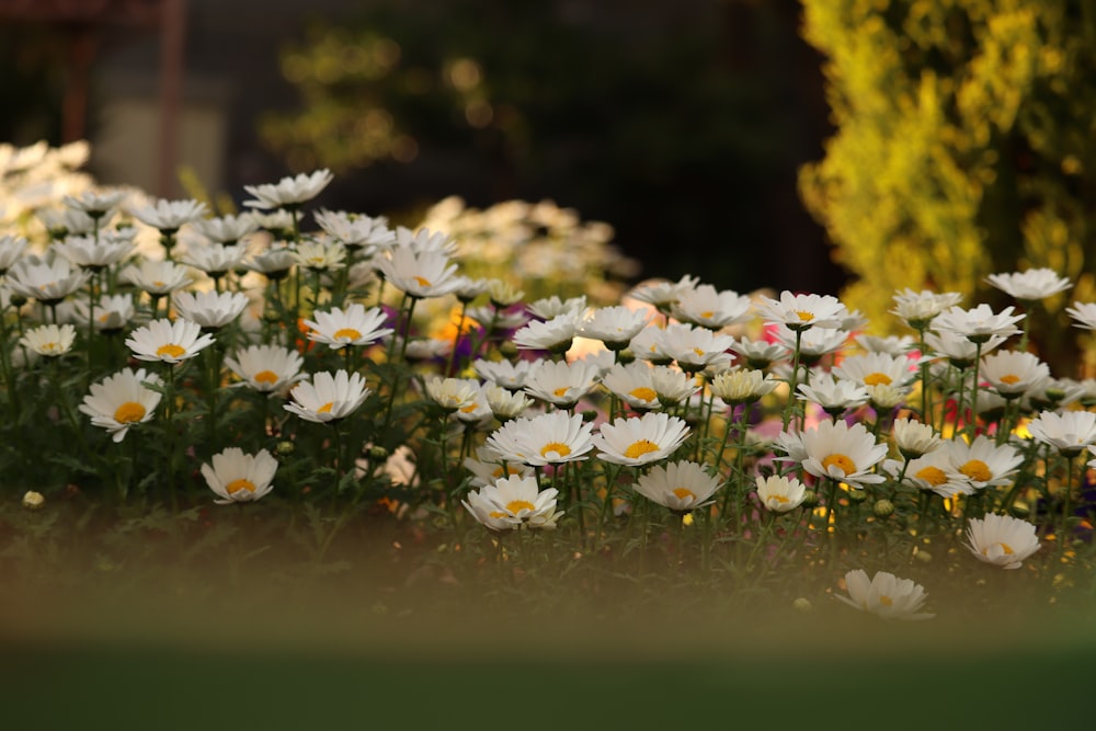 a bunch of white flowers in a field