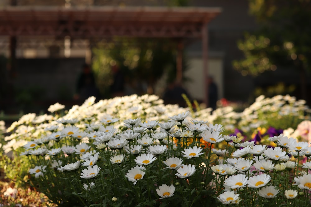 a bunch of white flowers in a garden