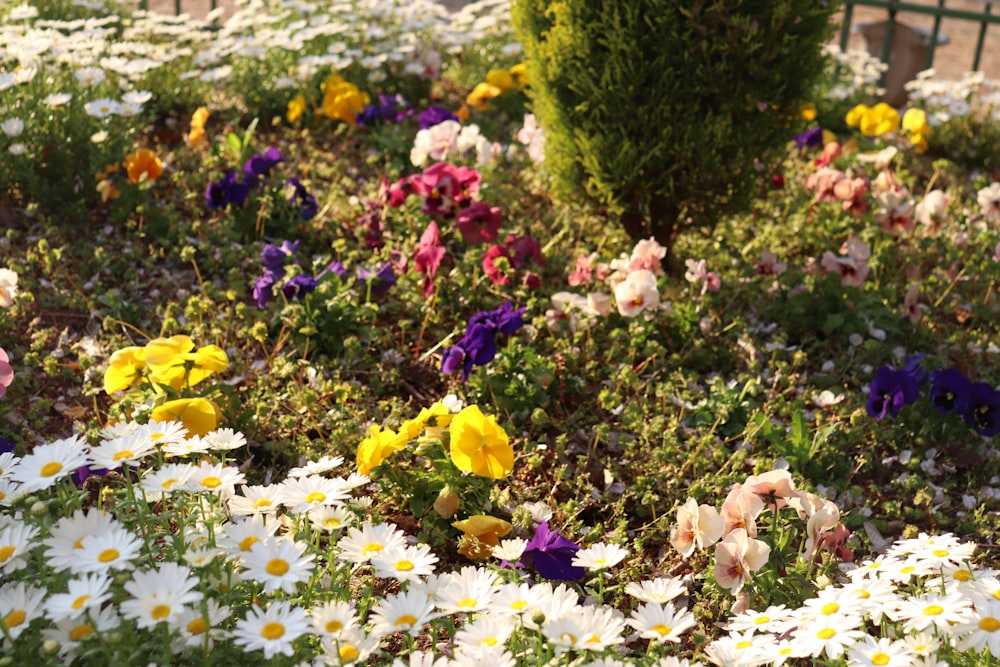 a bunch of flowers that are in the grass