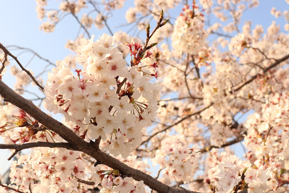 a close up of a tree with white flowers