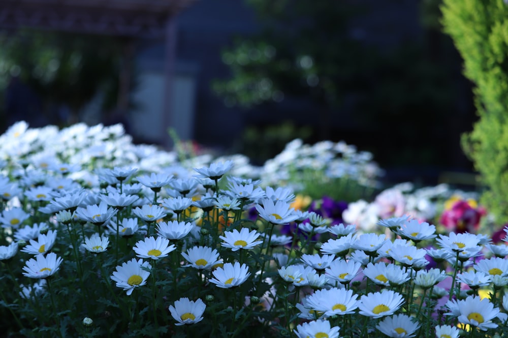 um ramo de flores brancas em um jardim