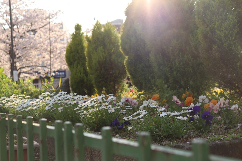 a garden with flowers and a fence in the foreground