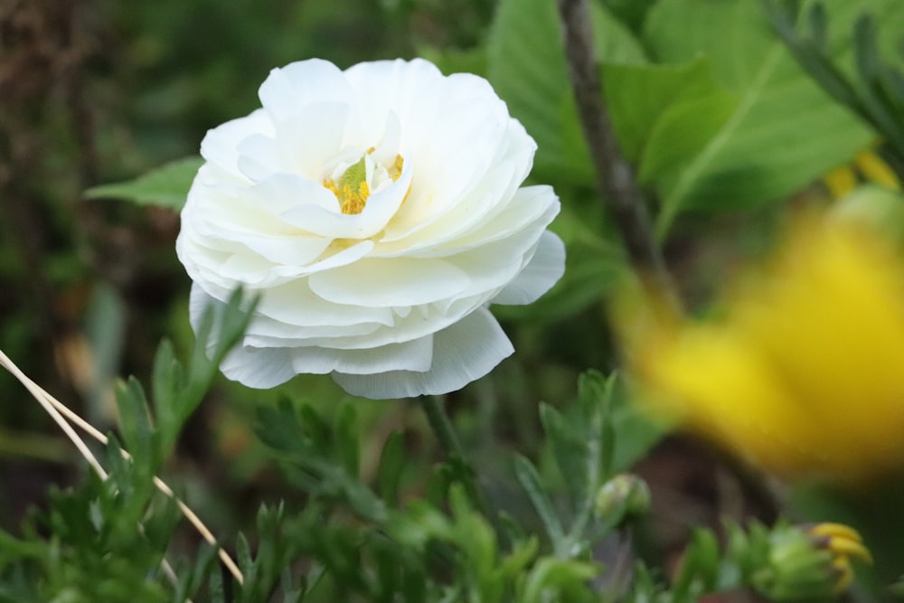 배경에 녹색 잎이 있는 흰색 꽃