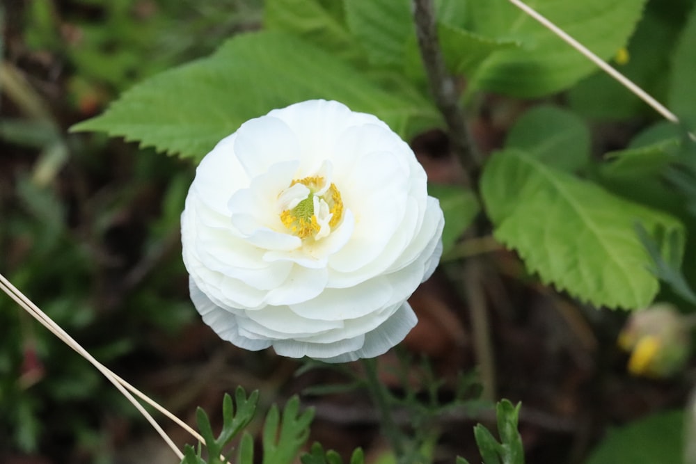 a white flower with green leaves in the background