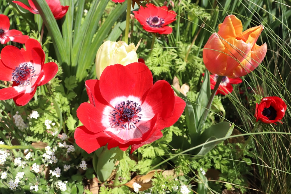 a bunch of flowers that are in the grass