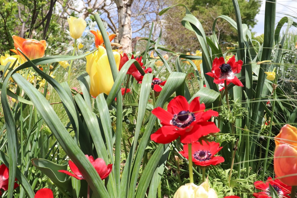 Un jardín lleno de muchas flores rojas y amarillas