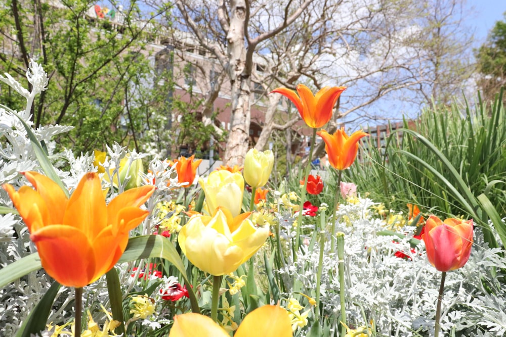 a bunch of flowers that are in the grass