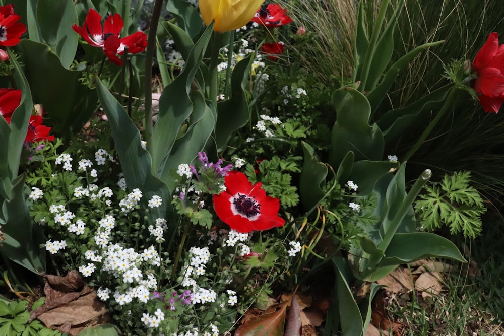 a bunch of flowers that are in the grass