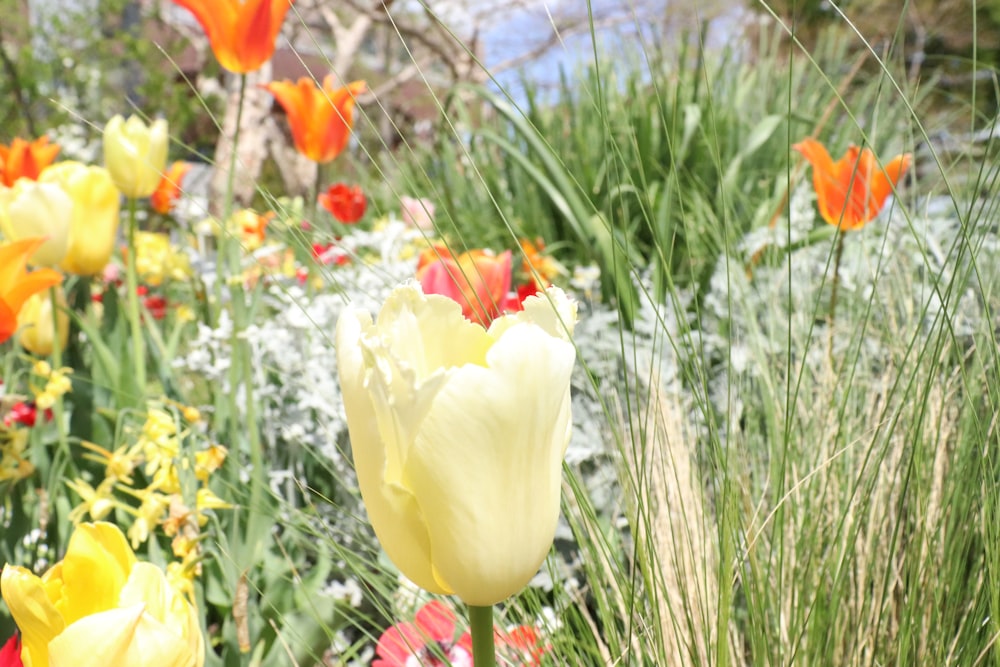 a bunch of flowers that are in the grass