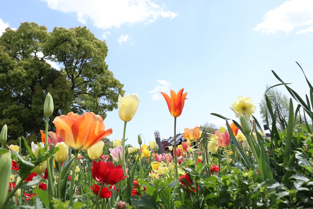 a field full of colorful flowers under a blue sky