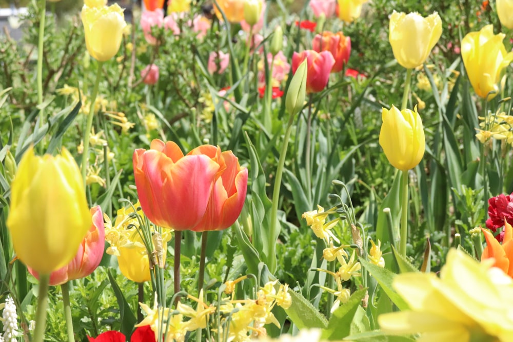 a field full of different colored flowers