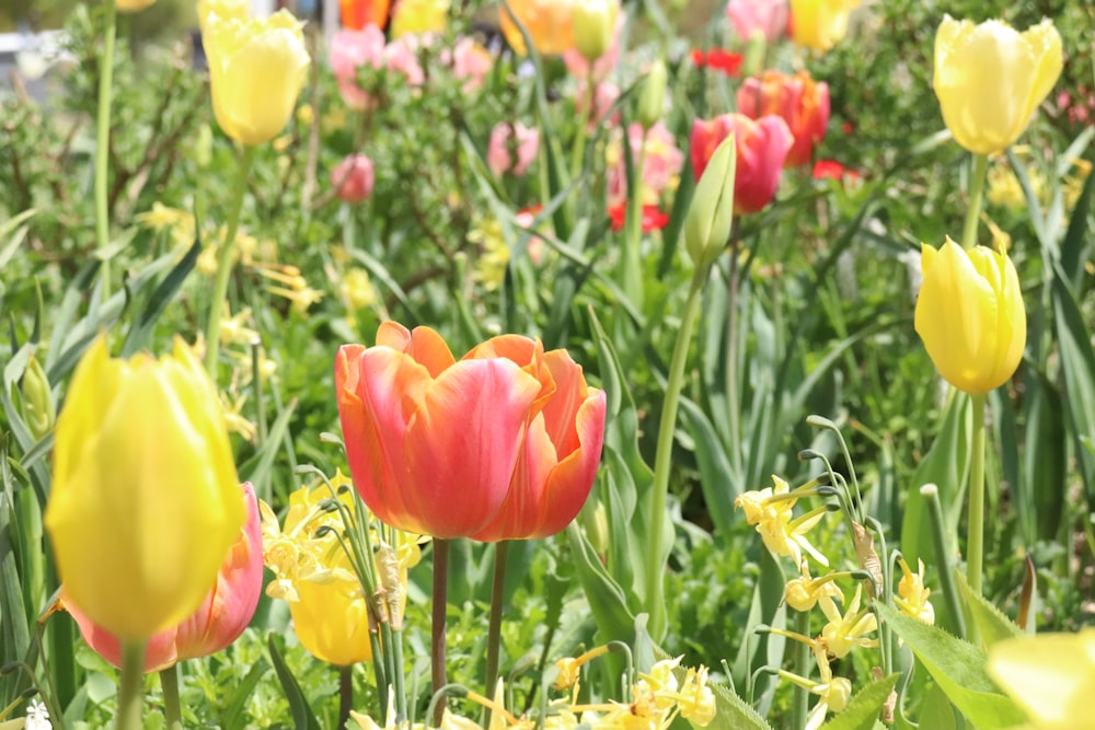 un campo lleno de flores coloridas con muchas hojas verdes