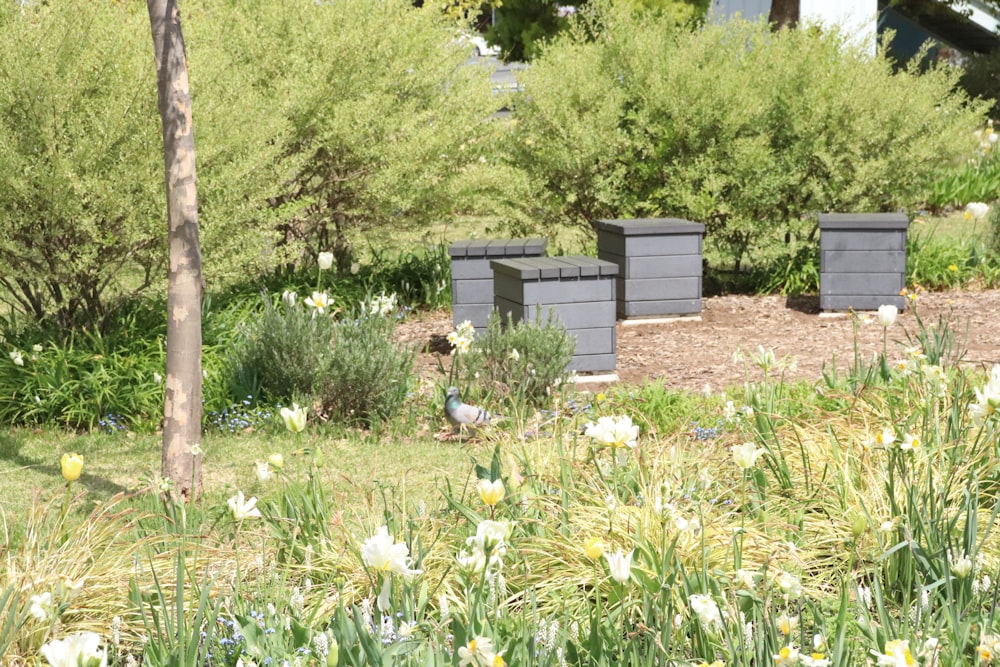 Un par de cajas en lo alto de un exuberante campo verde