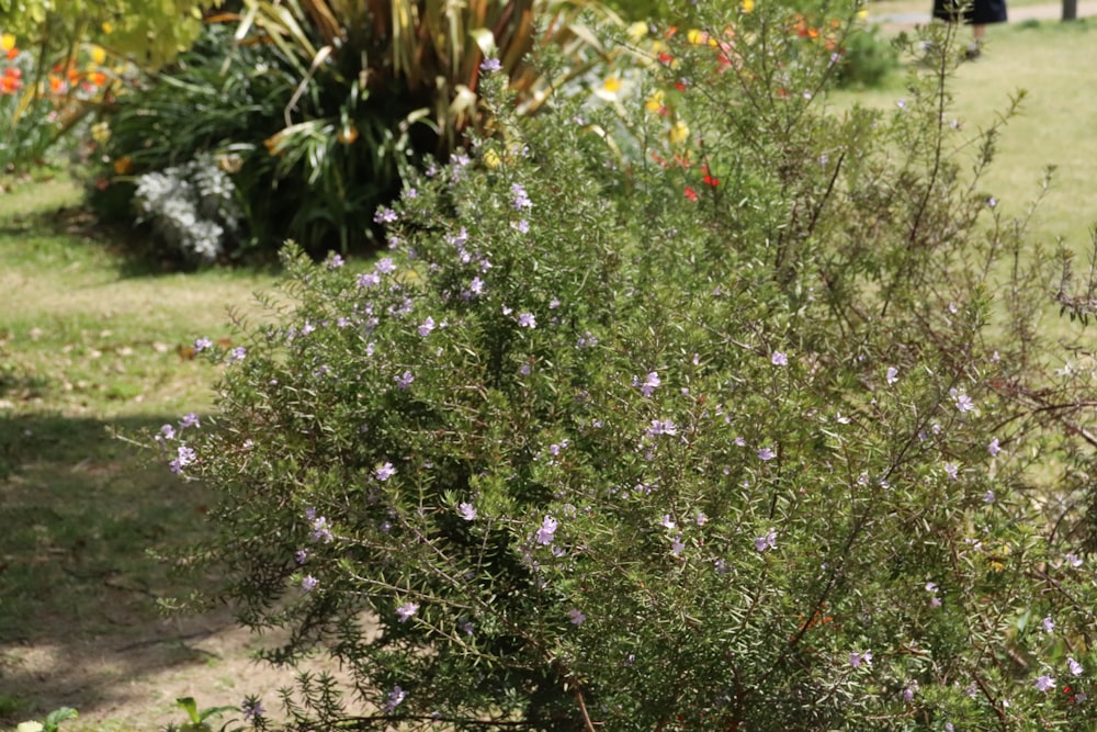 a bush with purple flowers in a garden