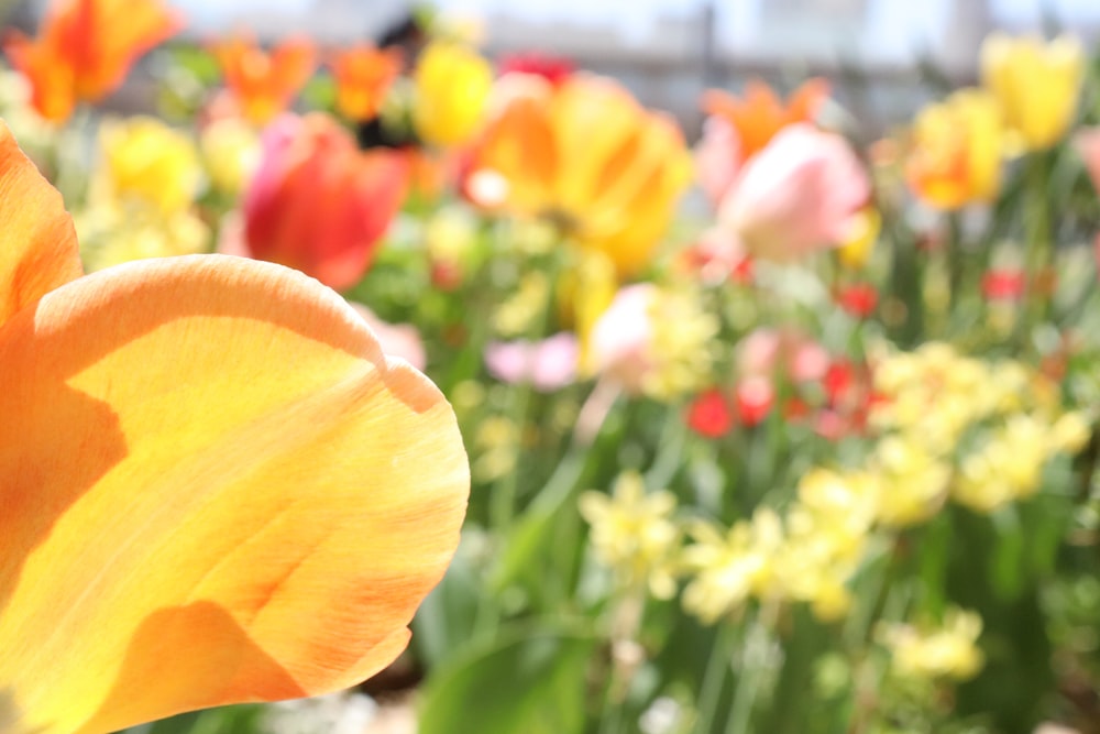 un ramo de flores que están en la hierba