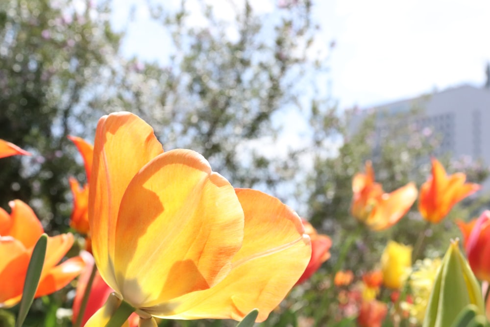 a field of orange and yellow tulips with a building in the background