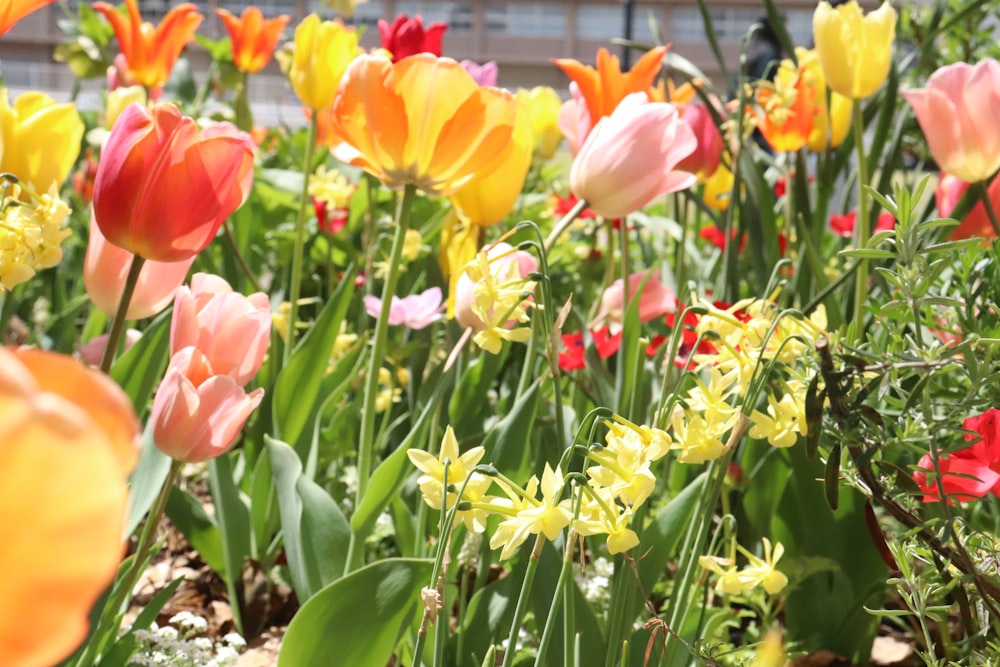 a bunch of flowers that are in the grass