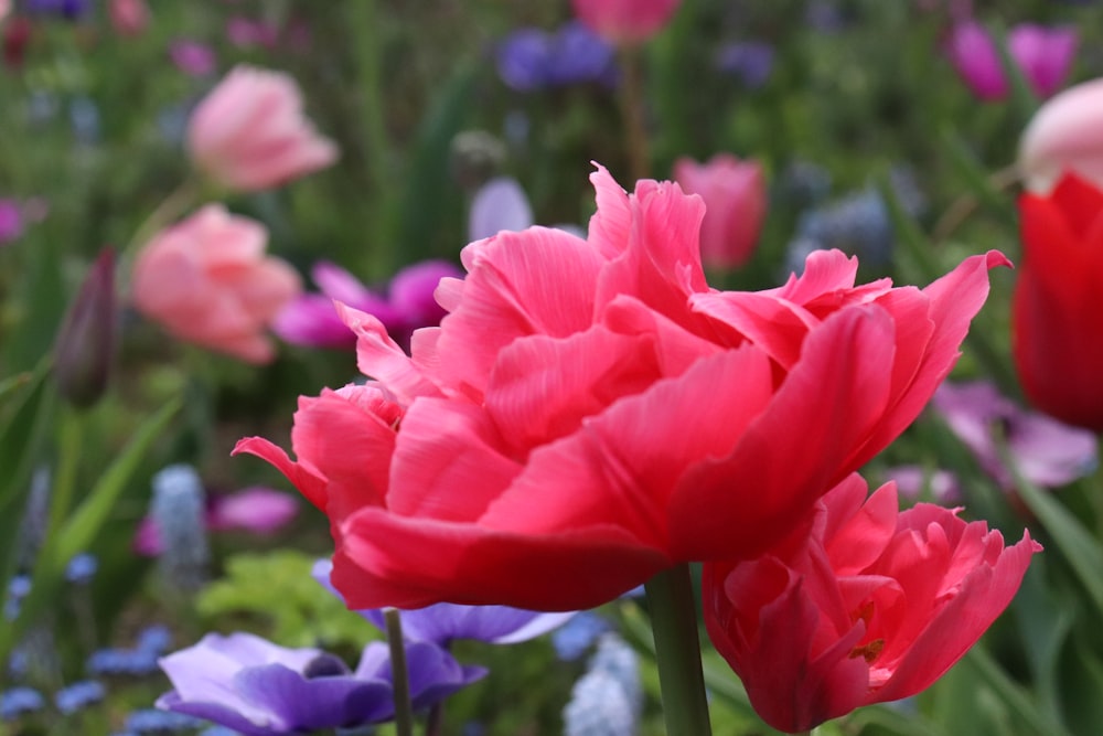 a bunch of flowers that are in the grass