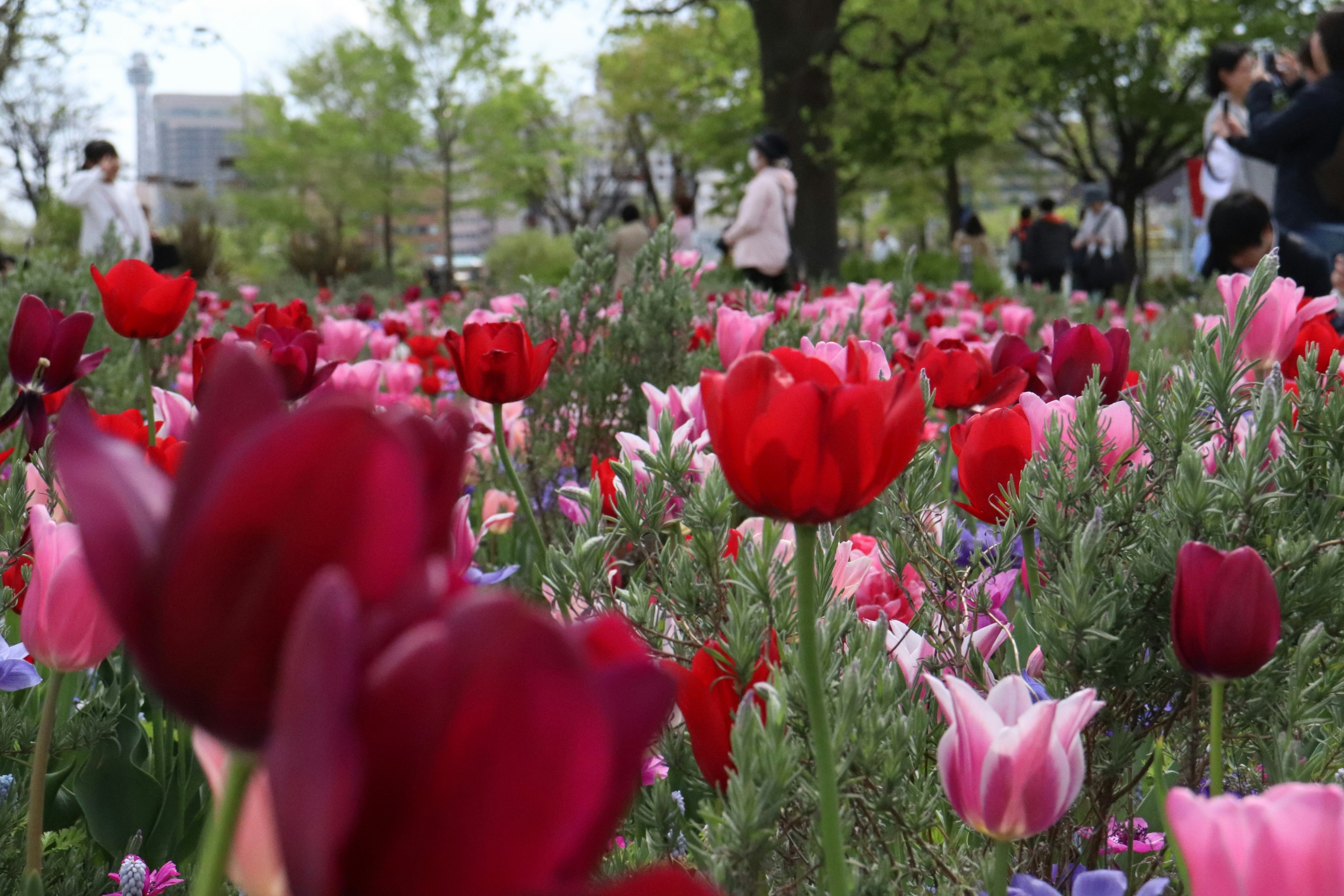 a field of red and pink tulips in a park