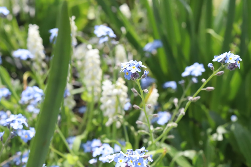 a bunch of blue and white flowers in the grass