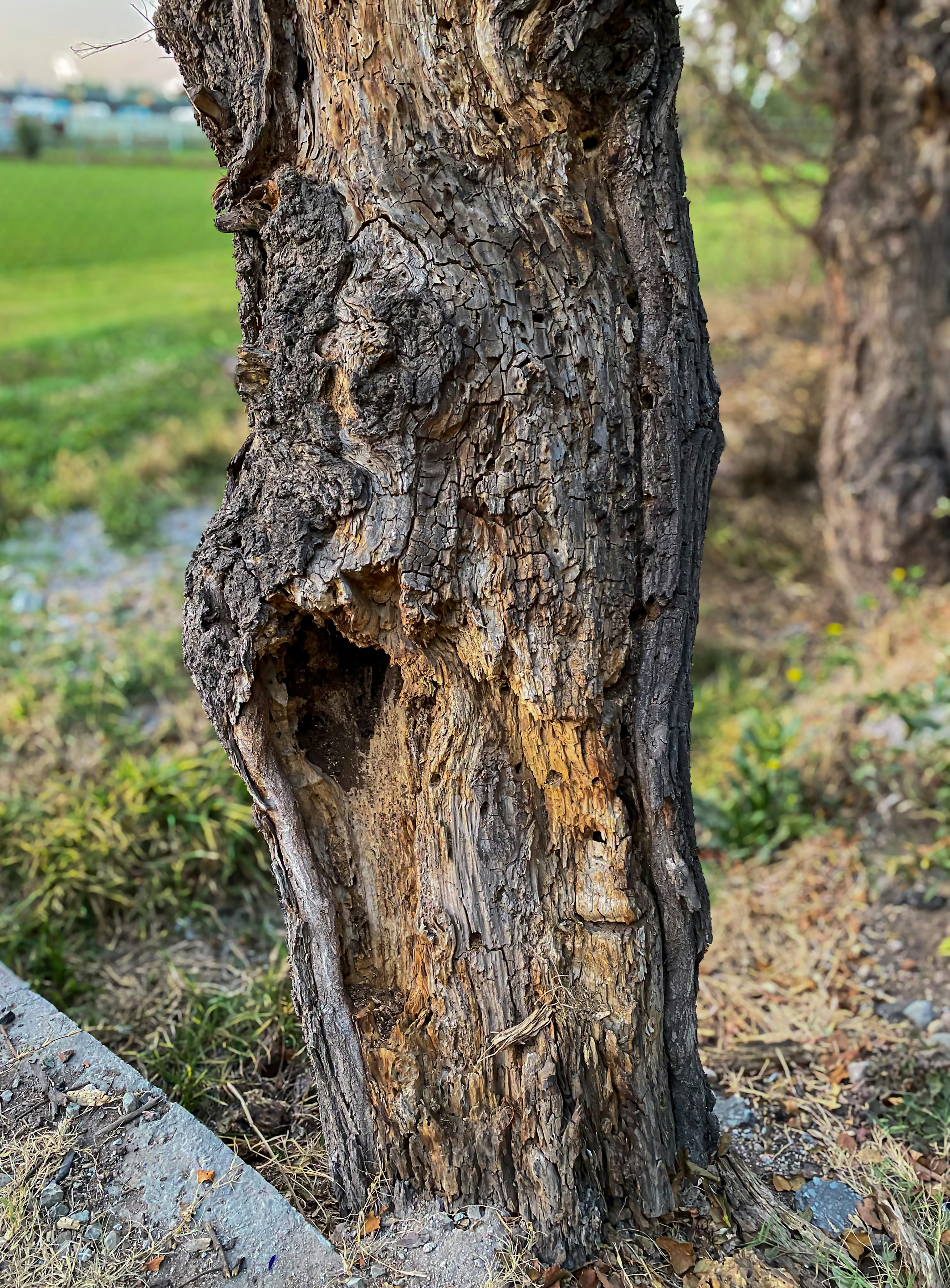 Tronco de árbol