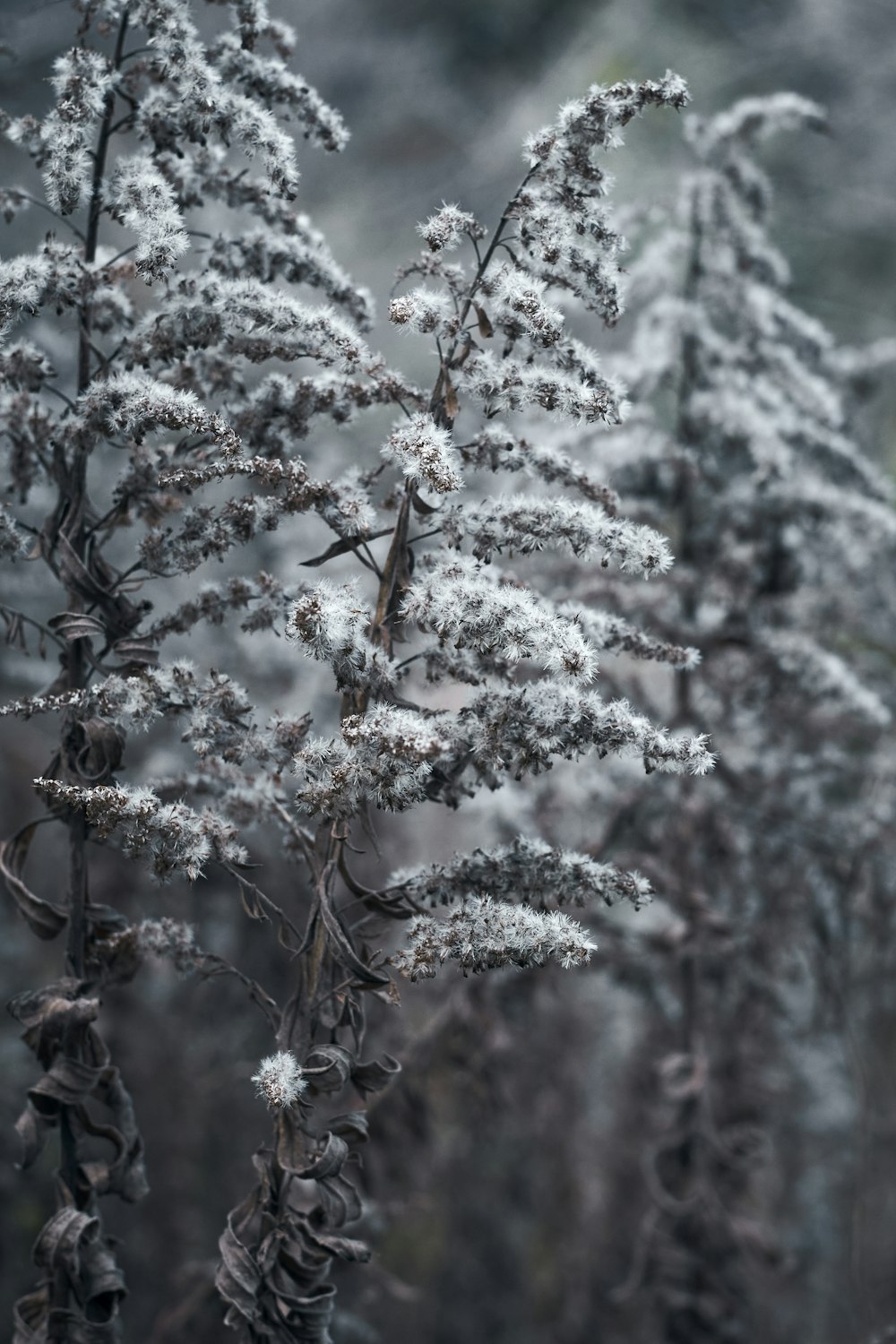 a group of trees covered in snow in a forest