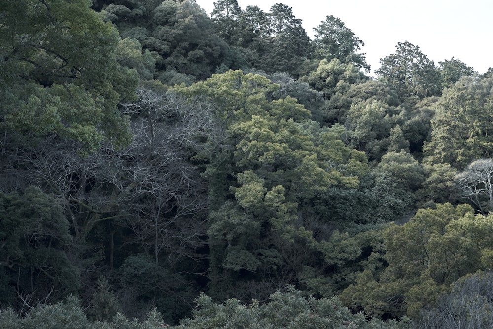 a forest filled with lots of green trees