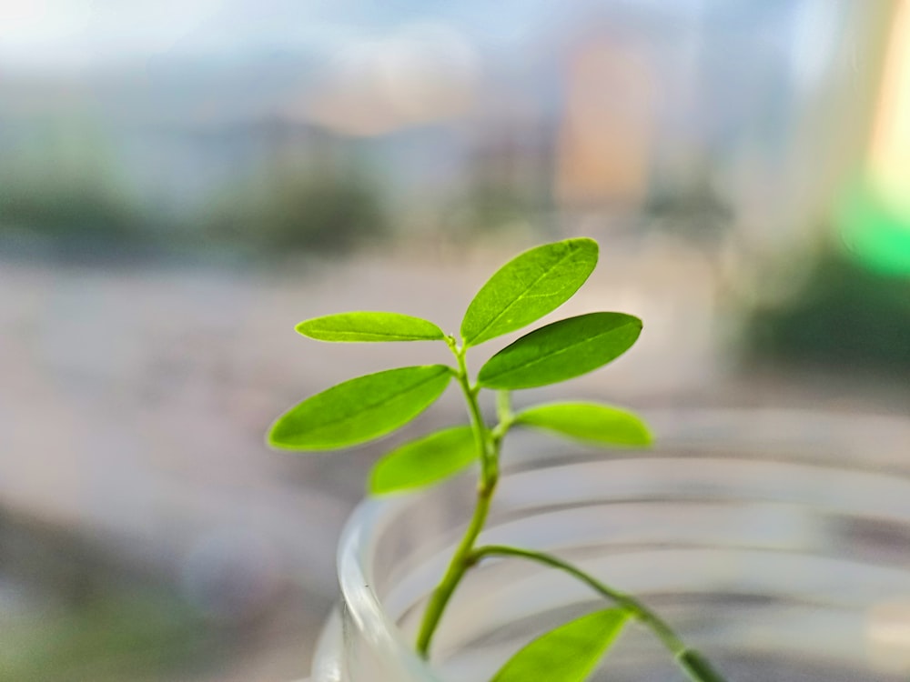 a small green plant in a glass vase