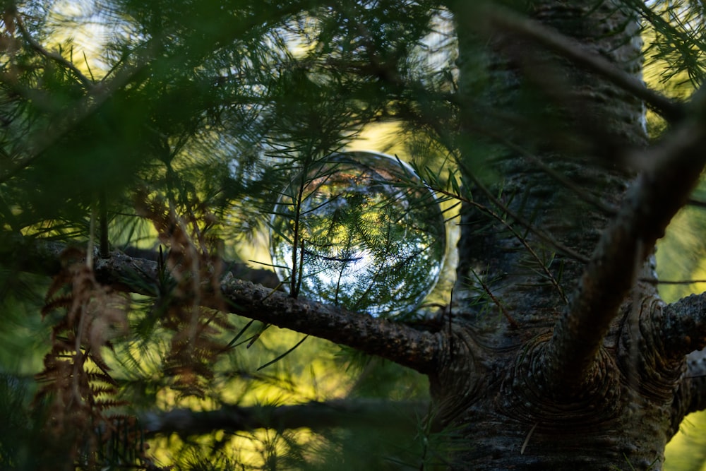 a crystal ball sitting on top of a tree branch