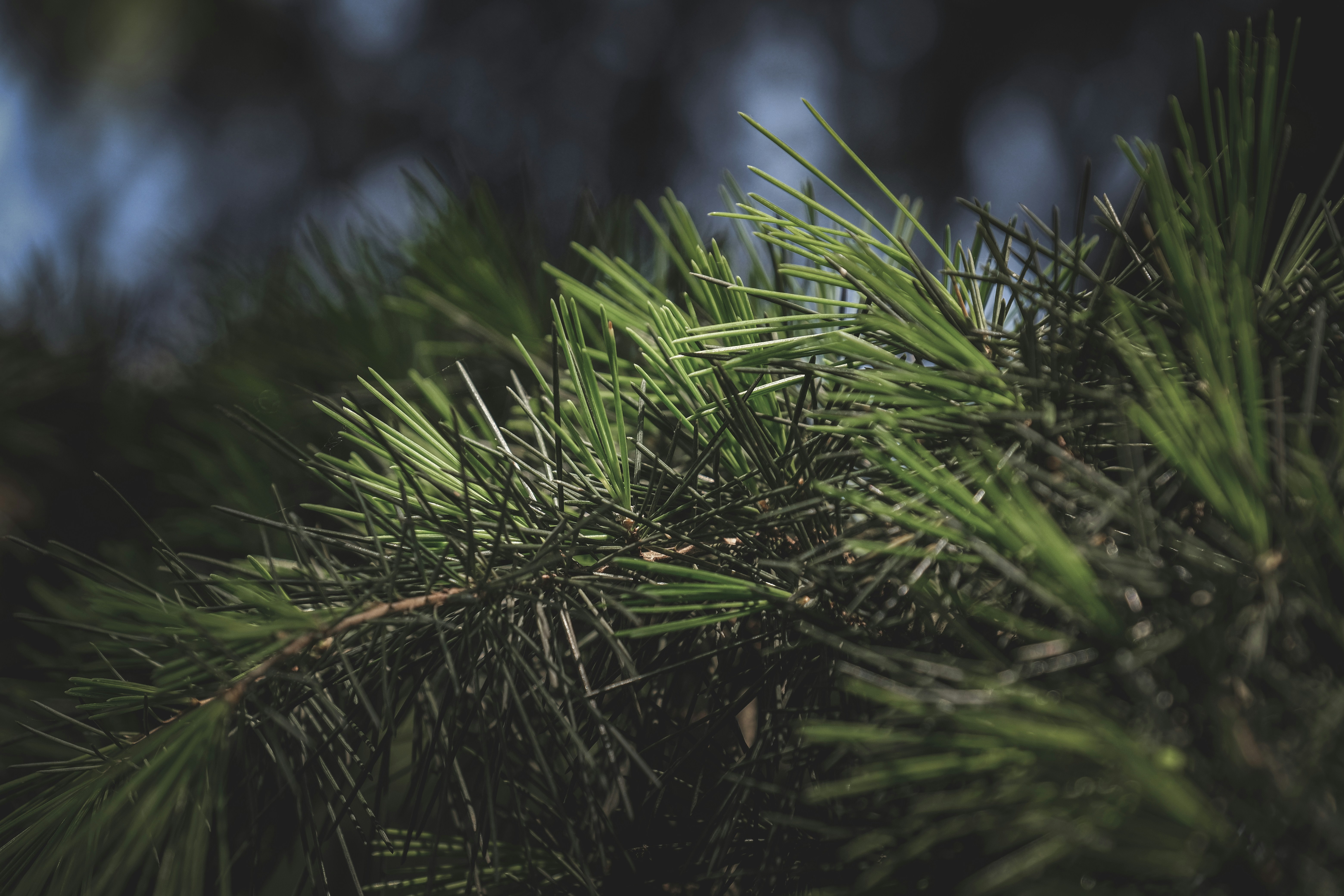 Photo by francesco_ungaro