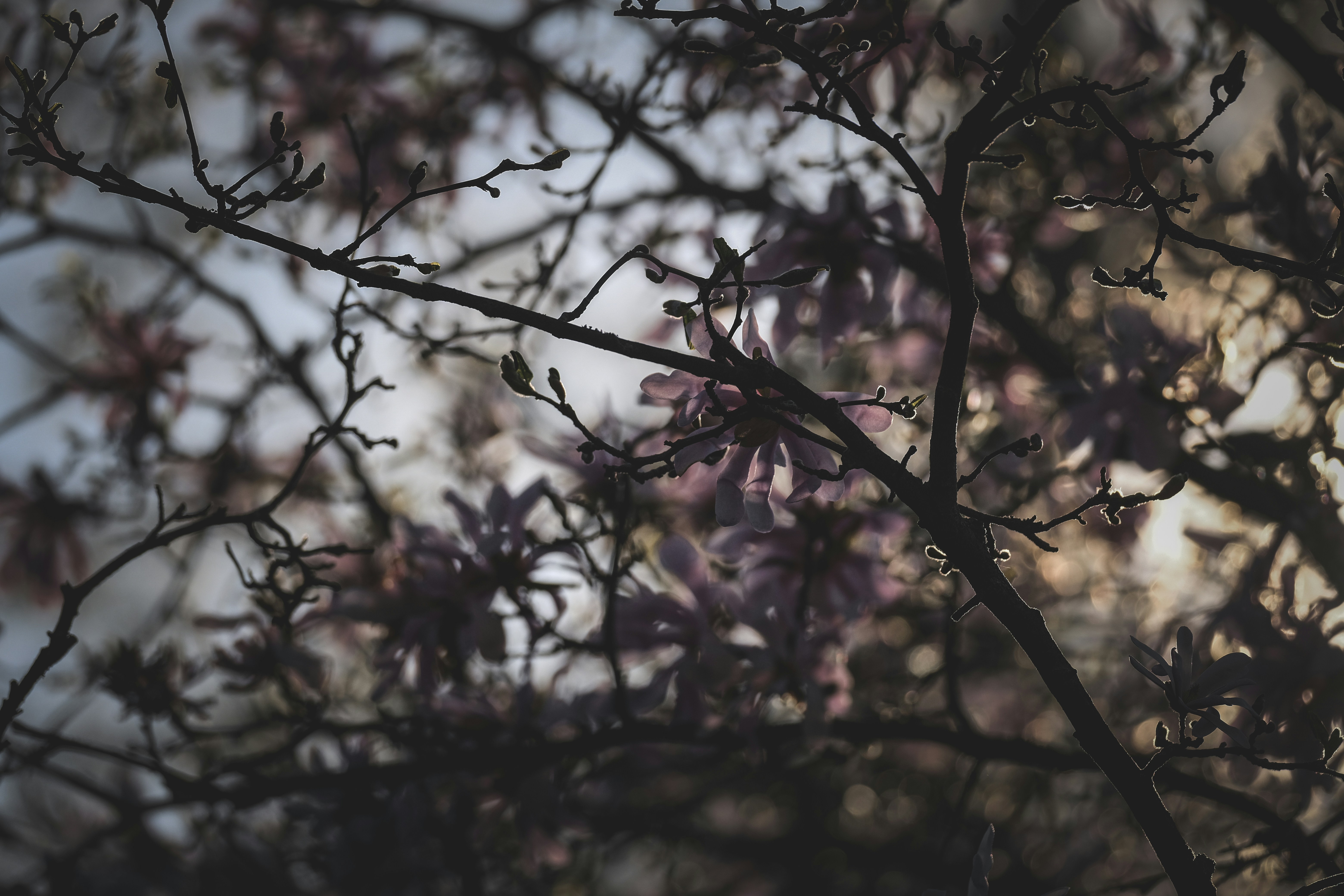 Photo by francesco_ungaro