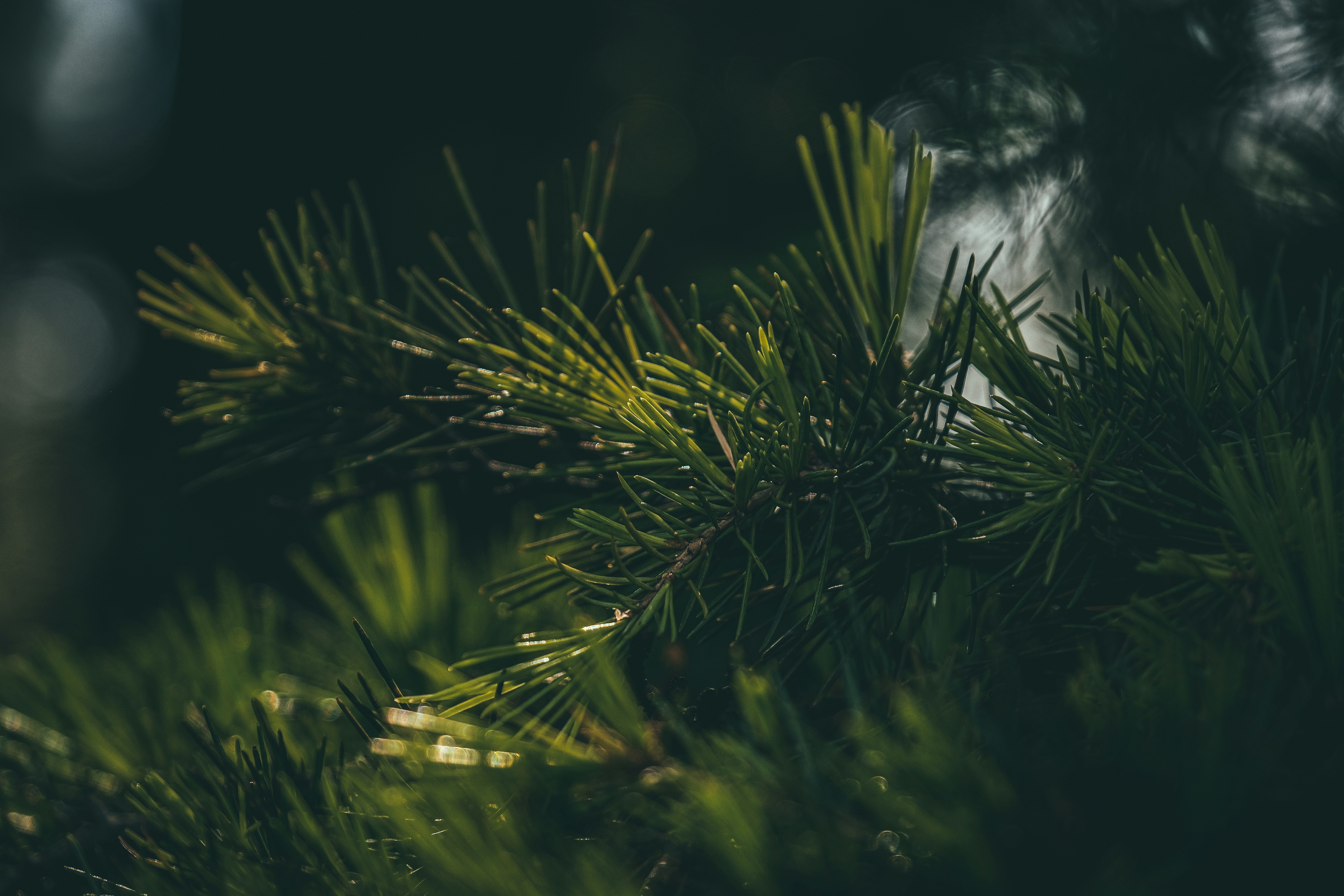 Photo by francesco_ungaro