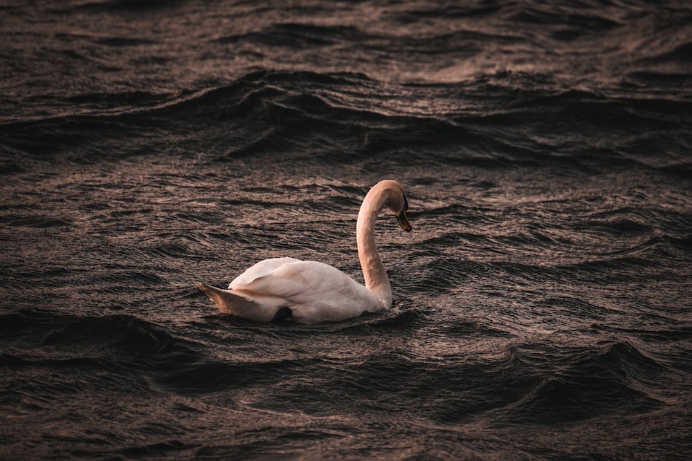 a white swan floating on top of a body of water