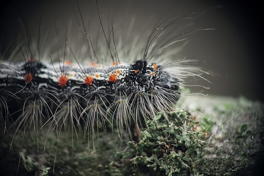 a close up of a caterpillar on a plant