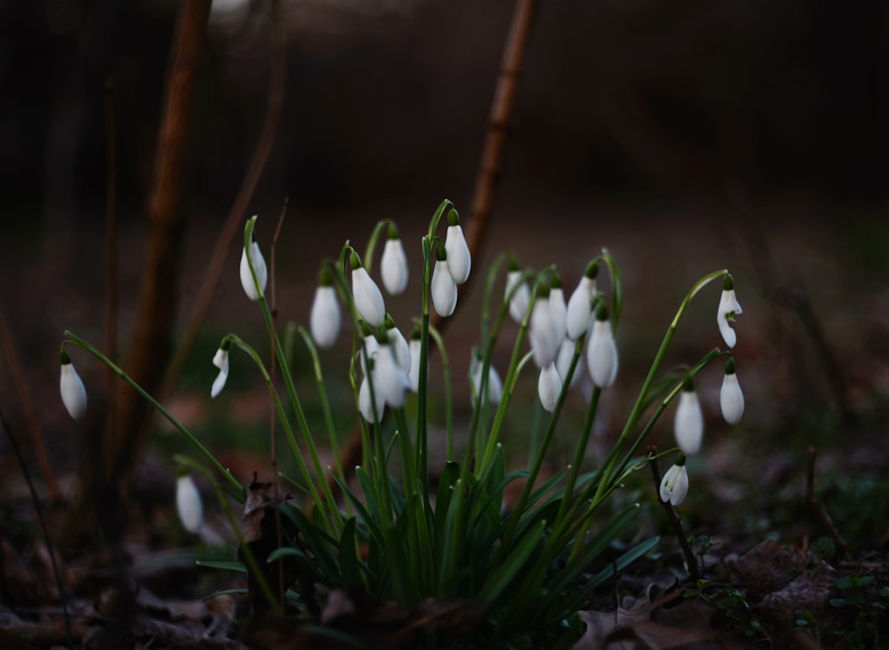 a group of snowdrops are growing in the woods