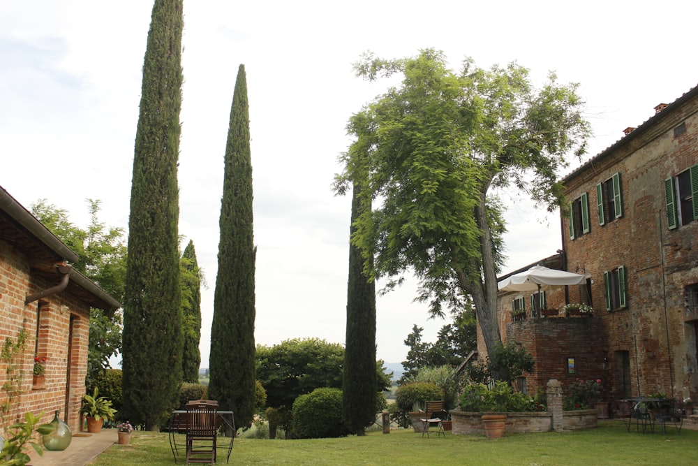 a row of tall trees in front of a brick building