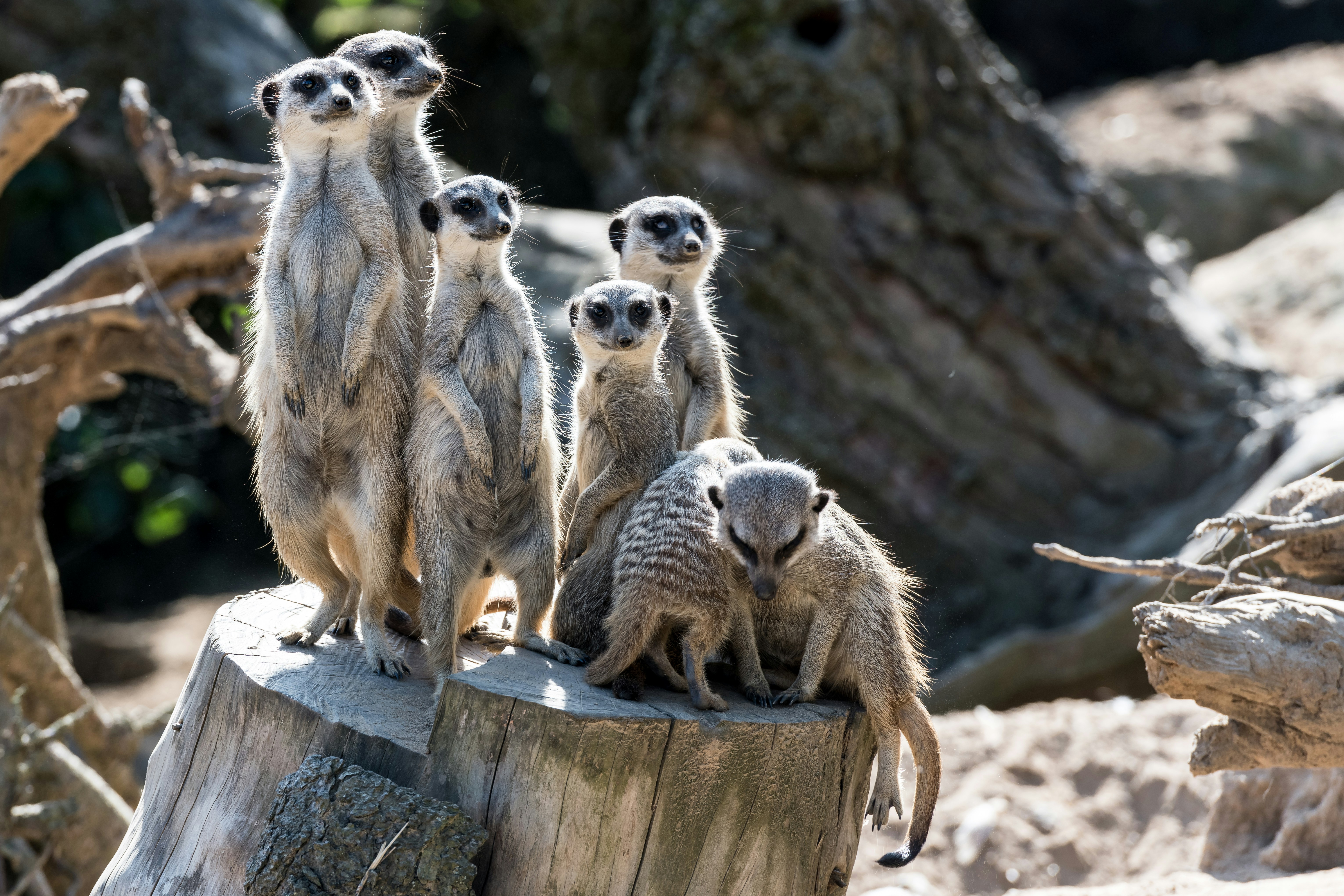 a group of meerkats standing on a tree stump