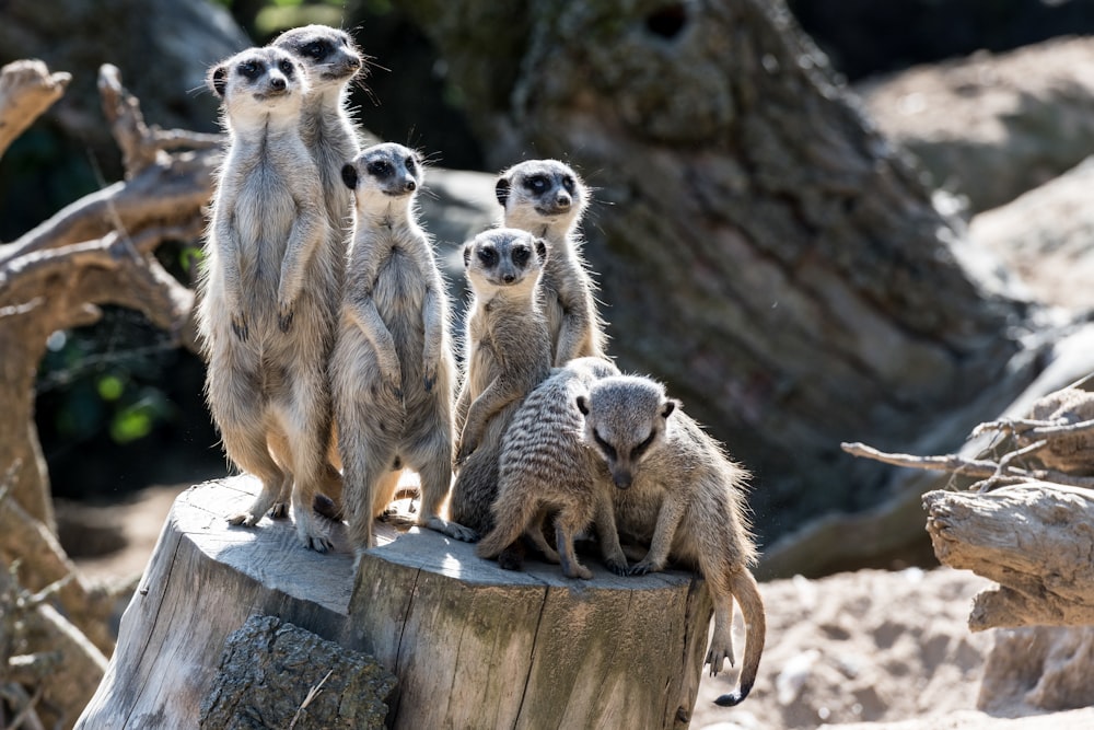 a group of meerkats standing on a tree stump