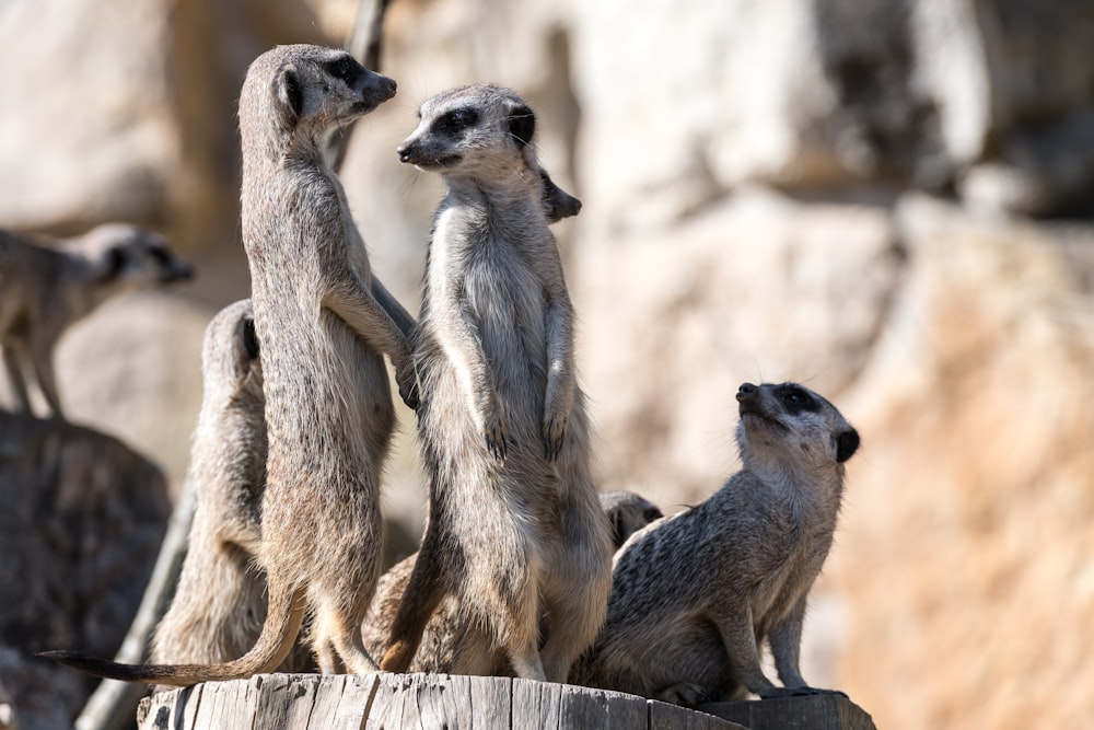 a group of meerkats standing on top of a tree stump