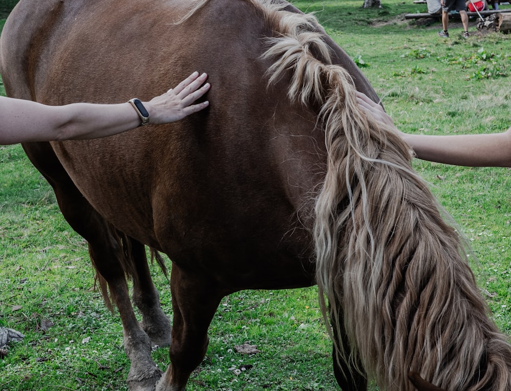 a person is petting a horse in a field